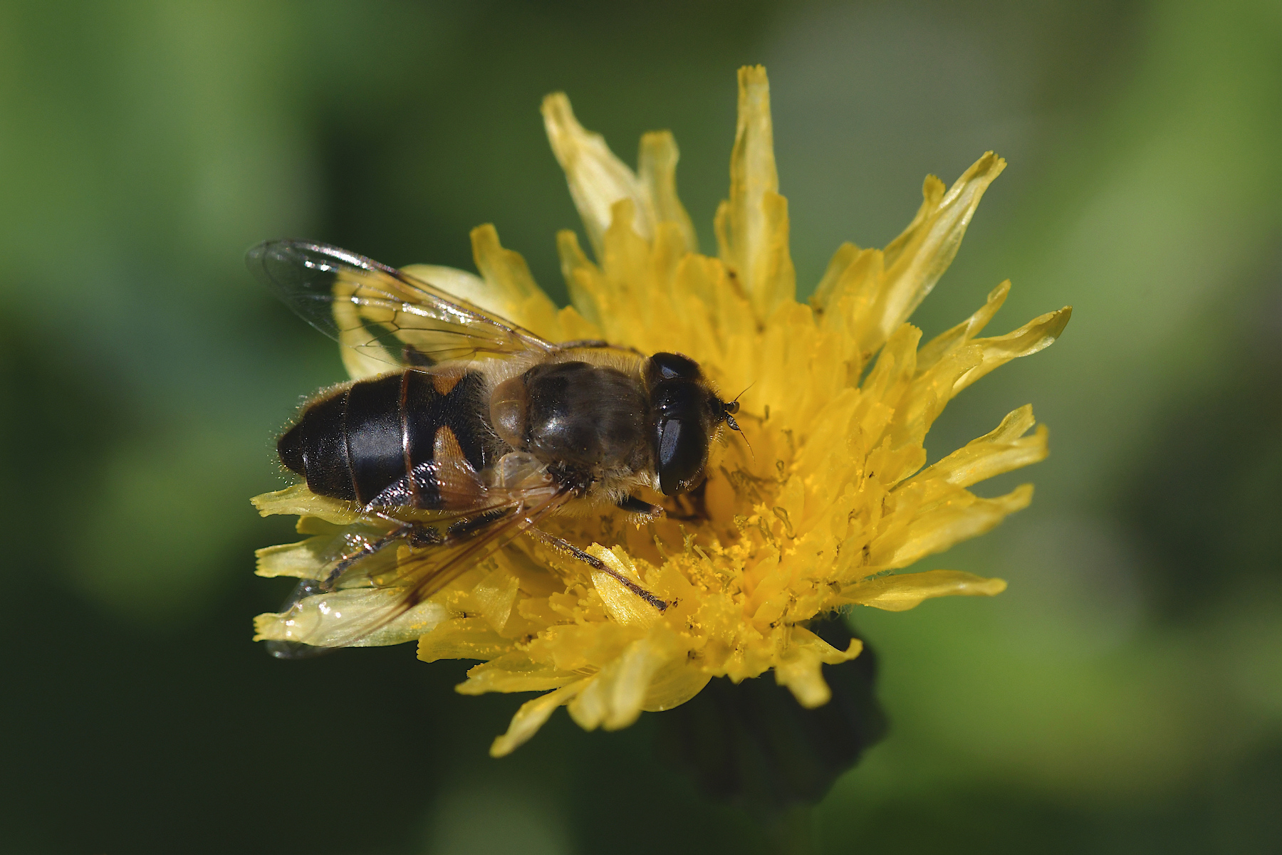 Eristalis tenax