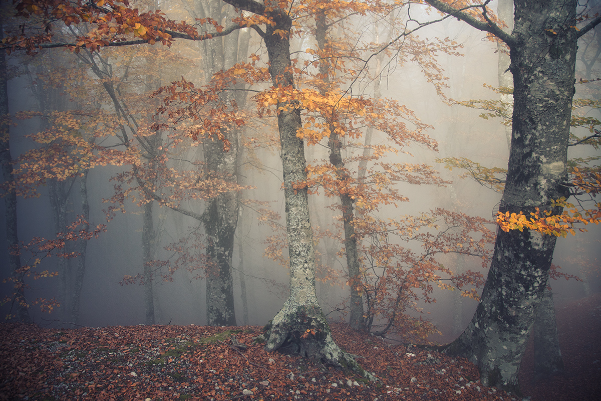 Autunno Impressionista