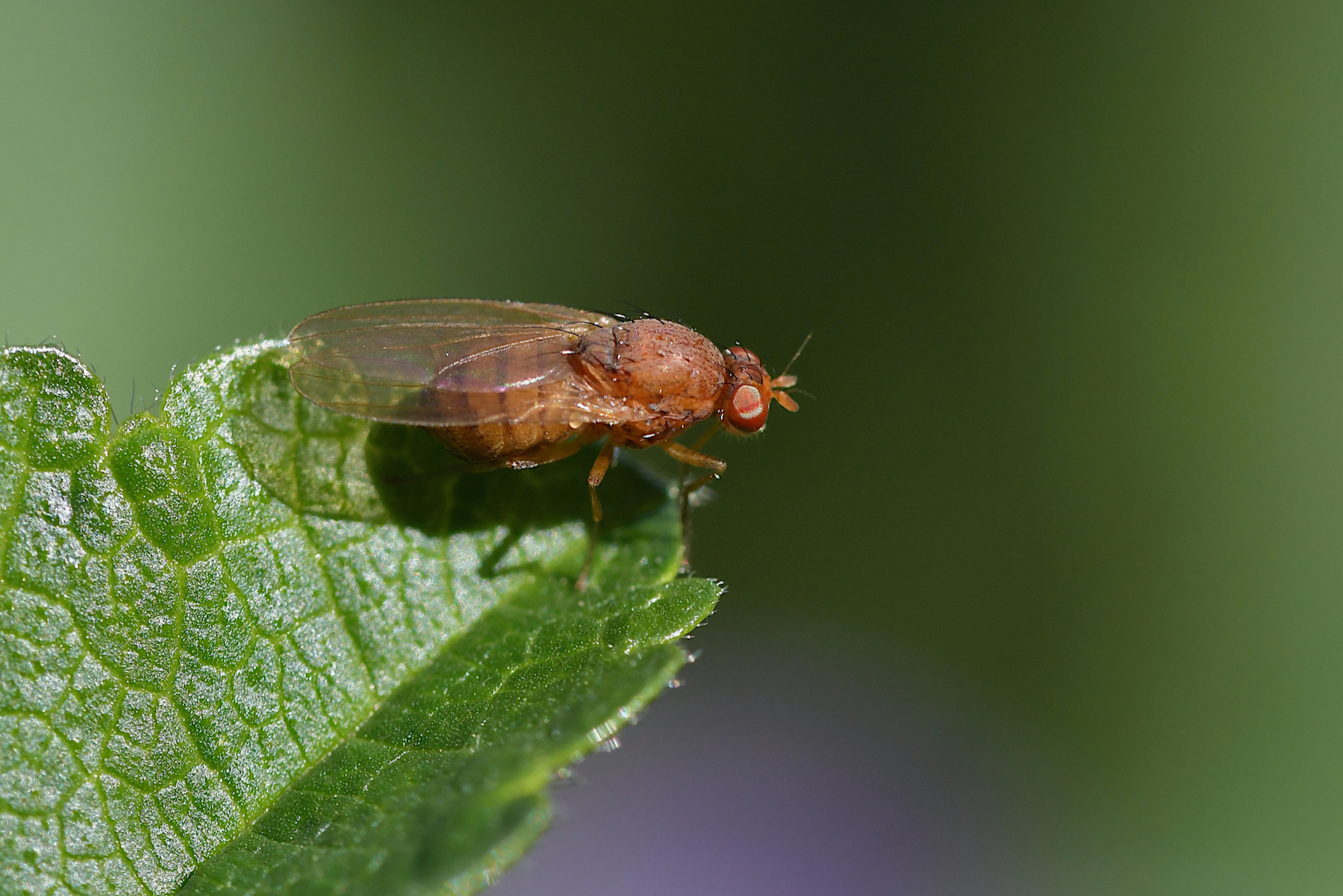 Drosophila