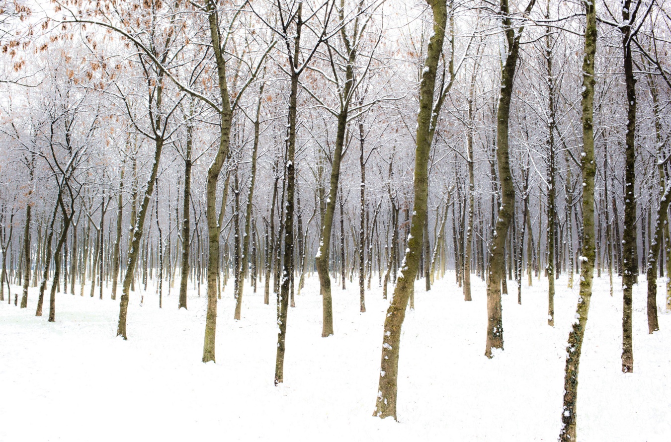 La neve