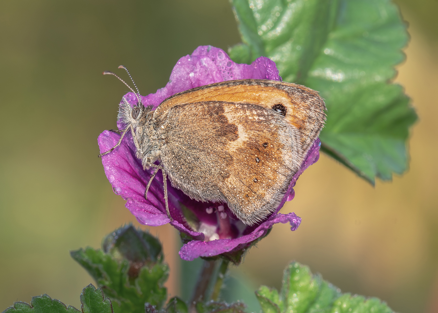 Macro_07Set2025_7