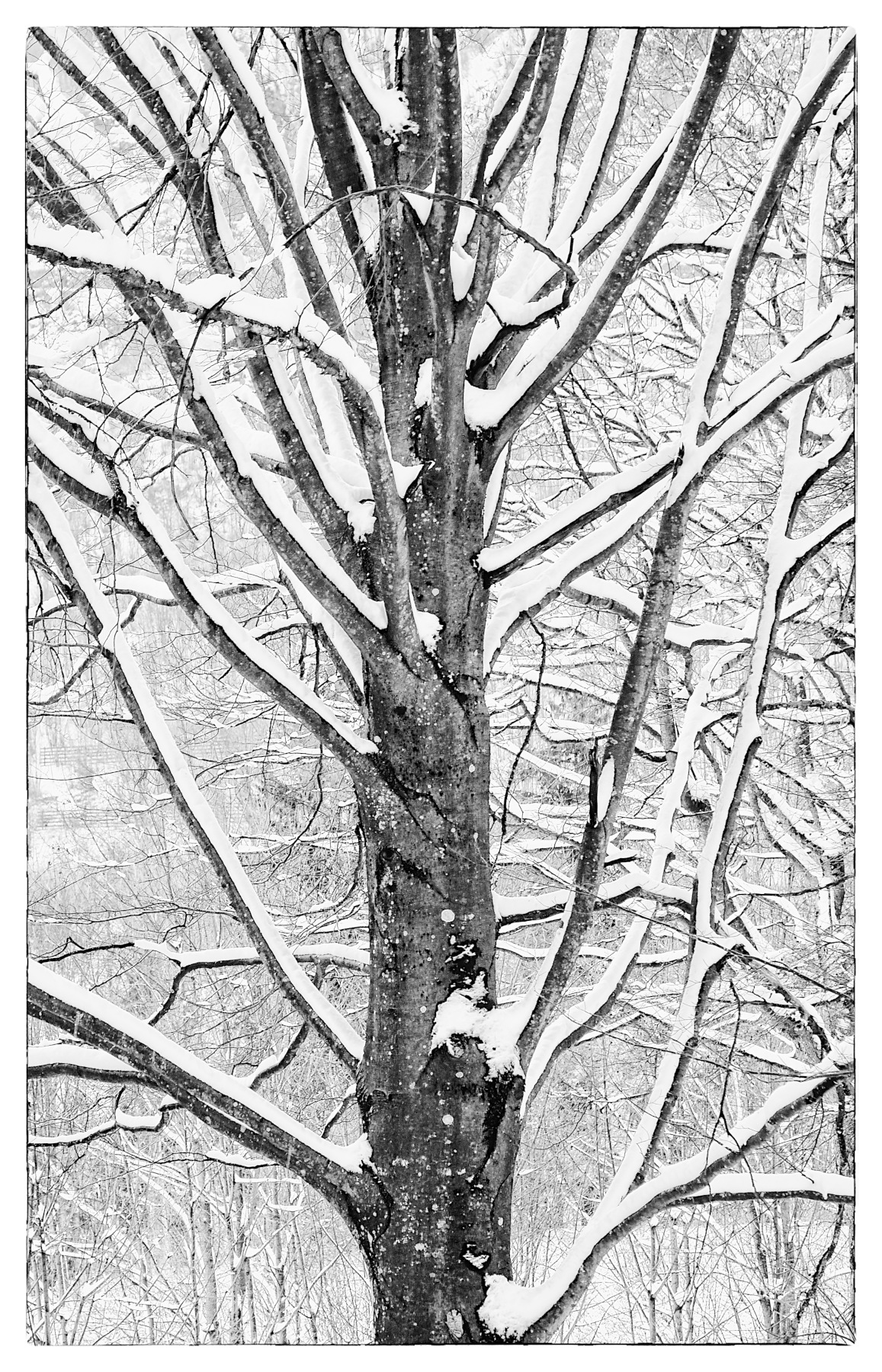 Inverno silenzioso