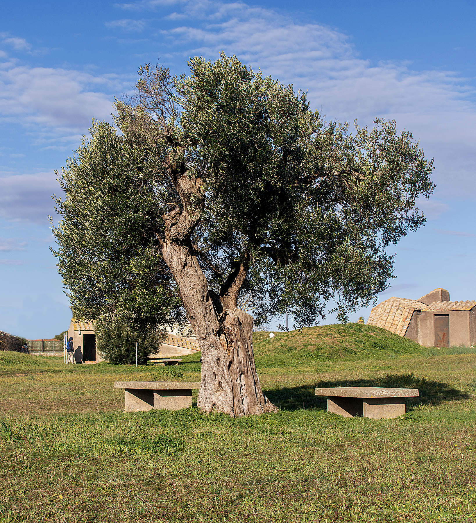L'ulivo