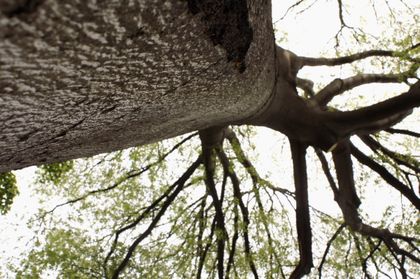 albero