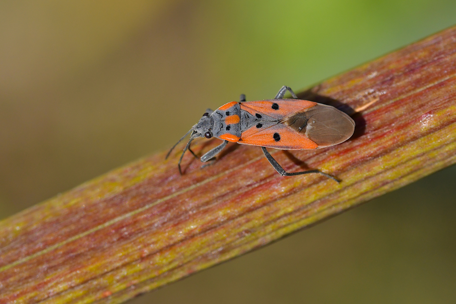 Lygaeus equestris