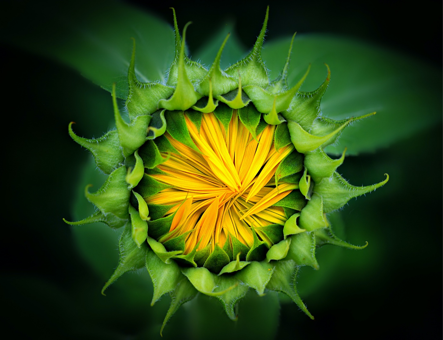 Il girasole_2