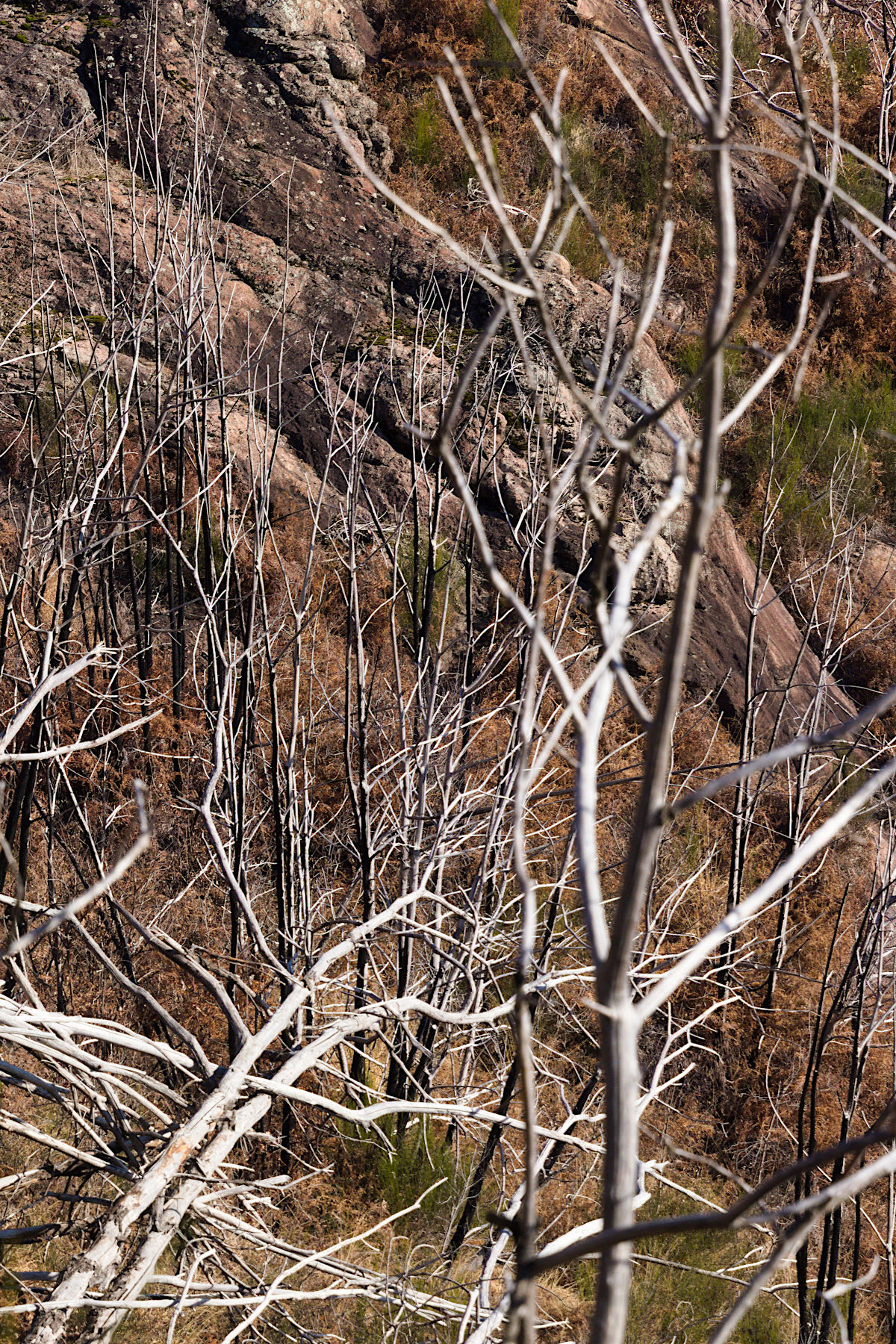 Foresta morta