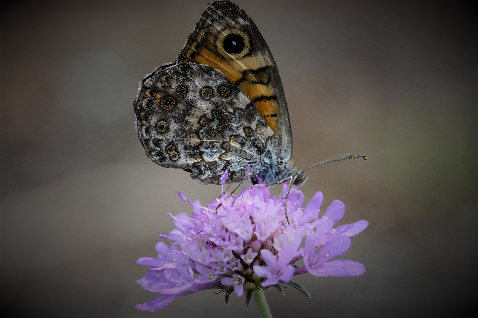 Farfalla