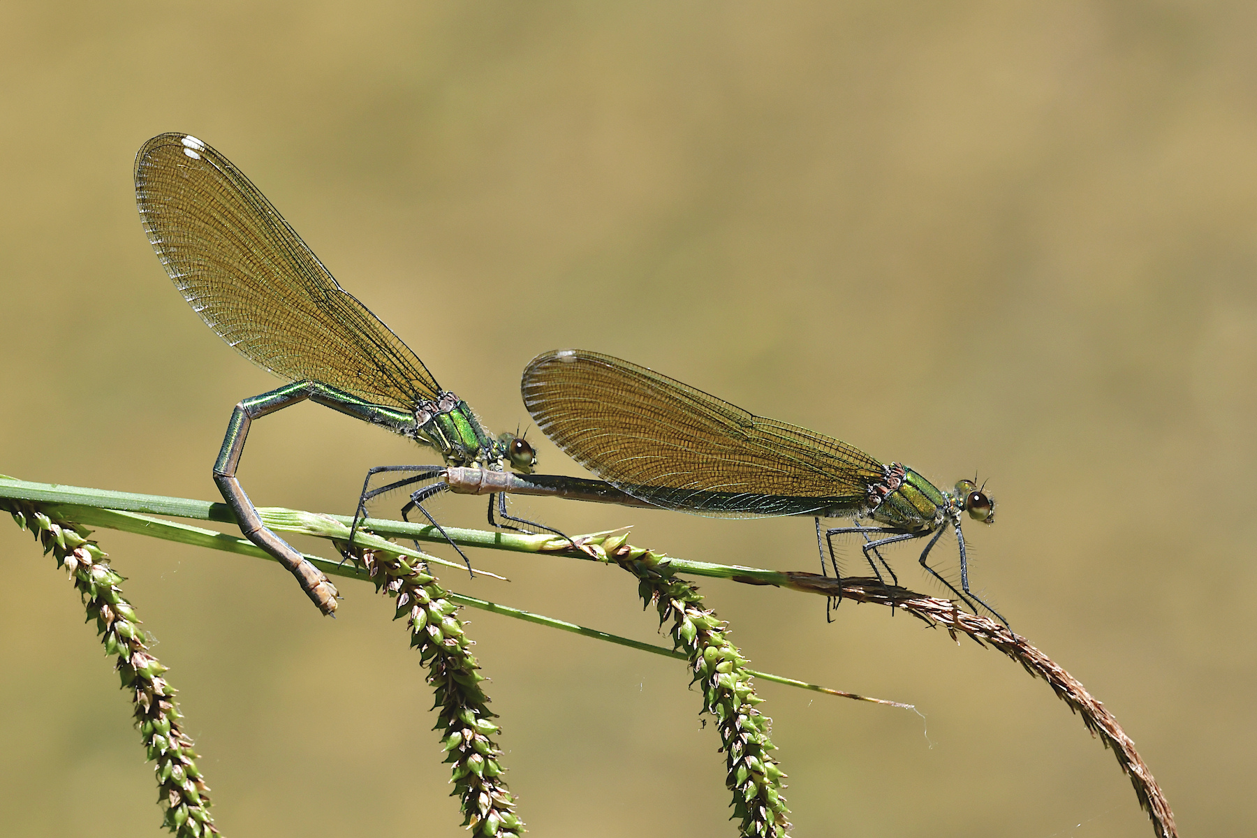 Coppia di splendens