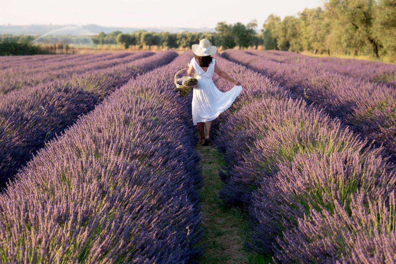 Lavanda