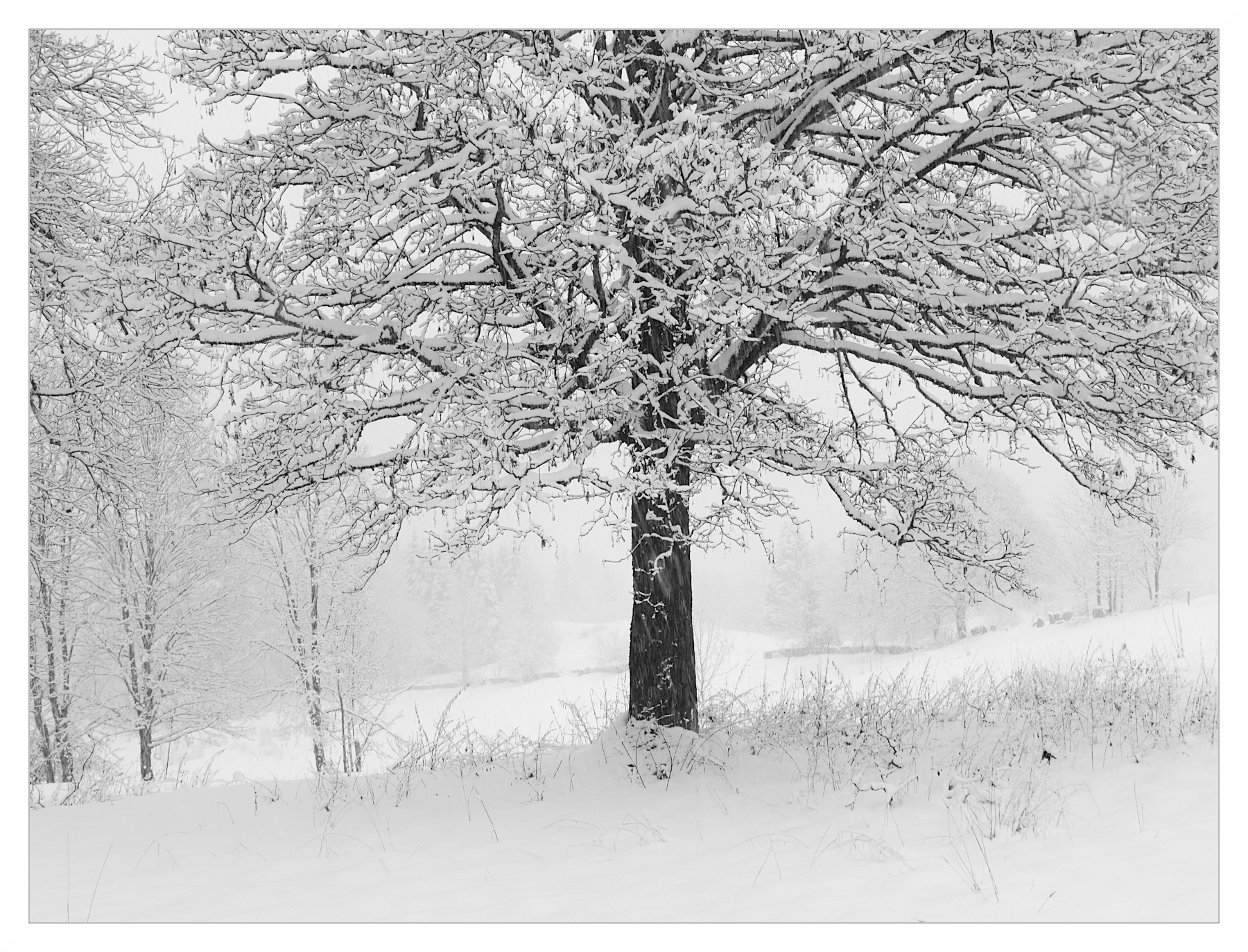 candore invernale