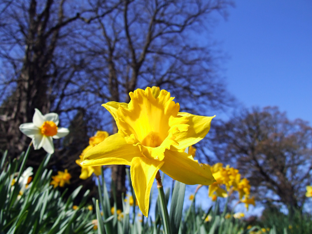 Yellow Flower