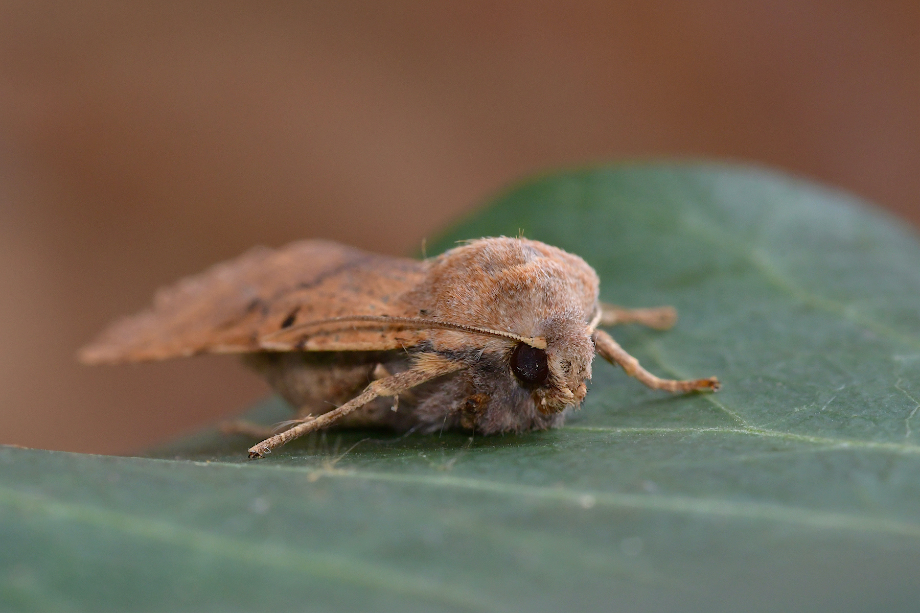 Noctua pronuba