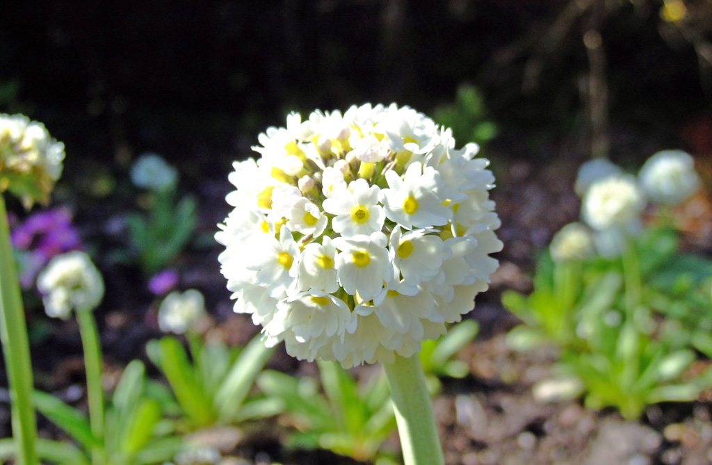 White Ball
