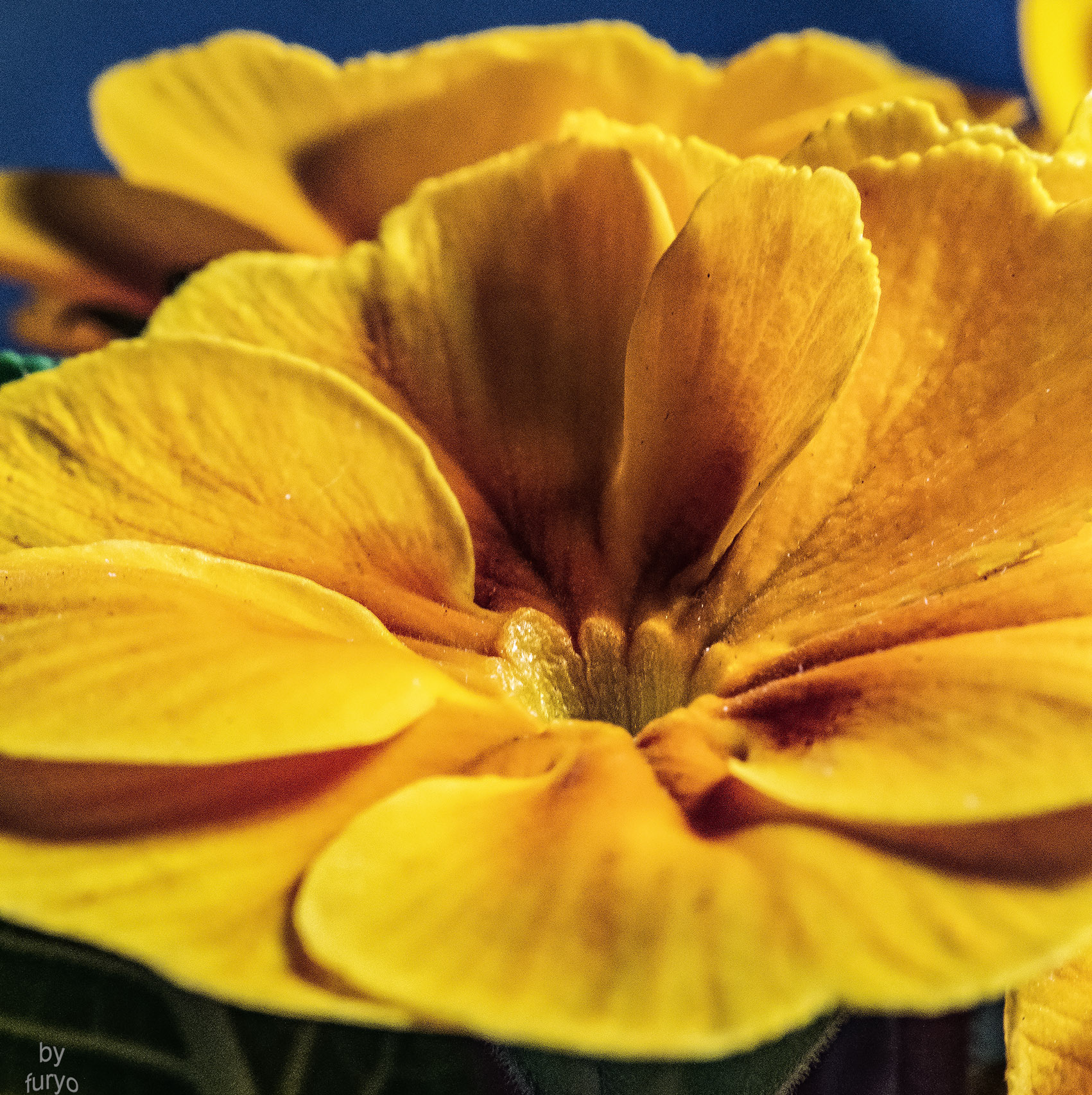 primula gialla