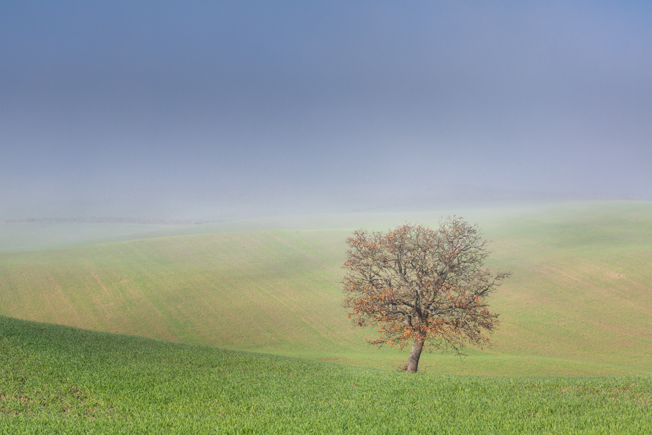 La quercia