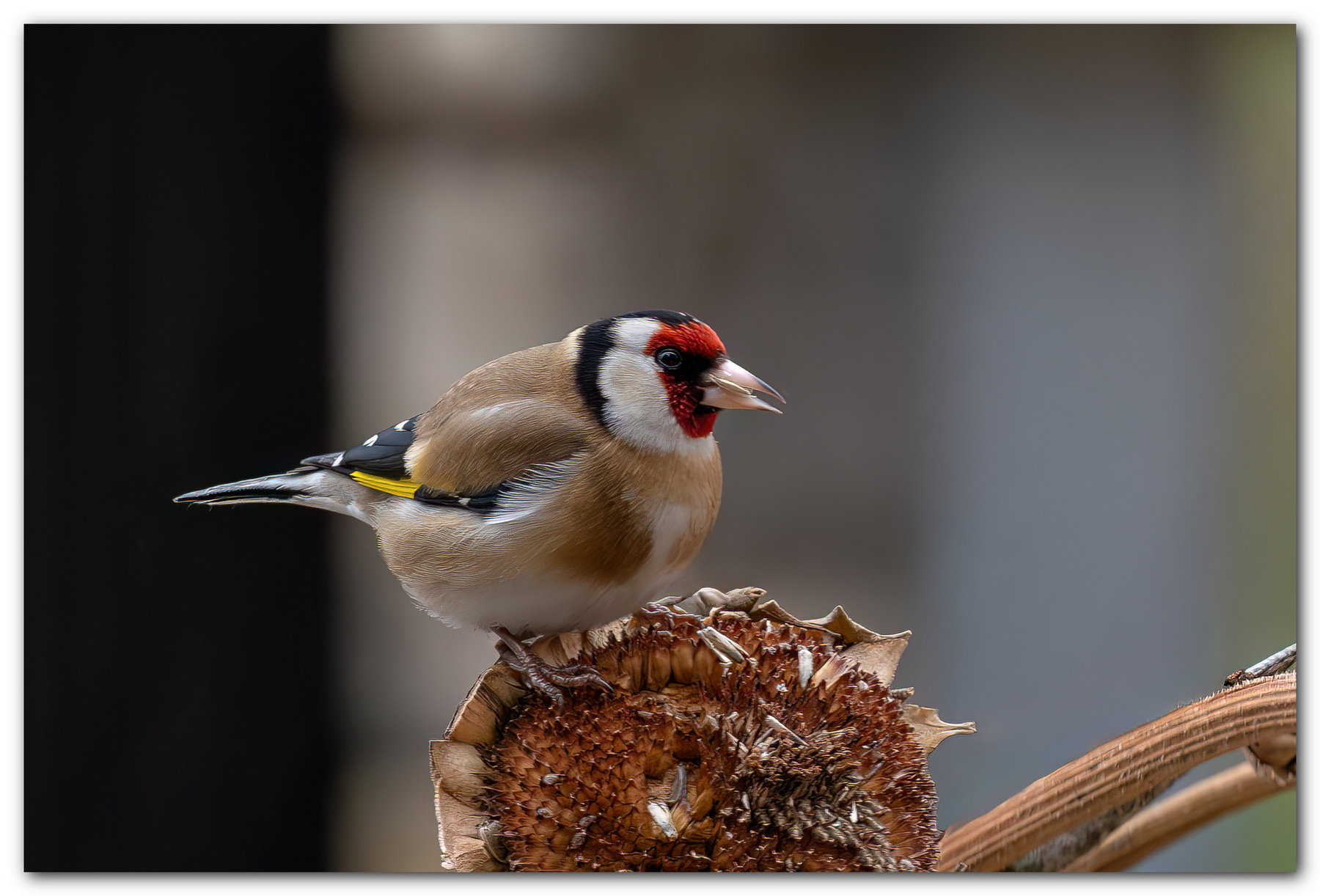 Cardellino