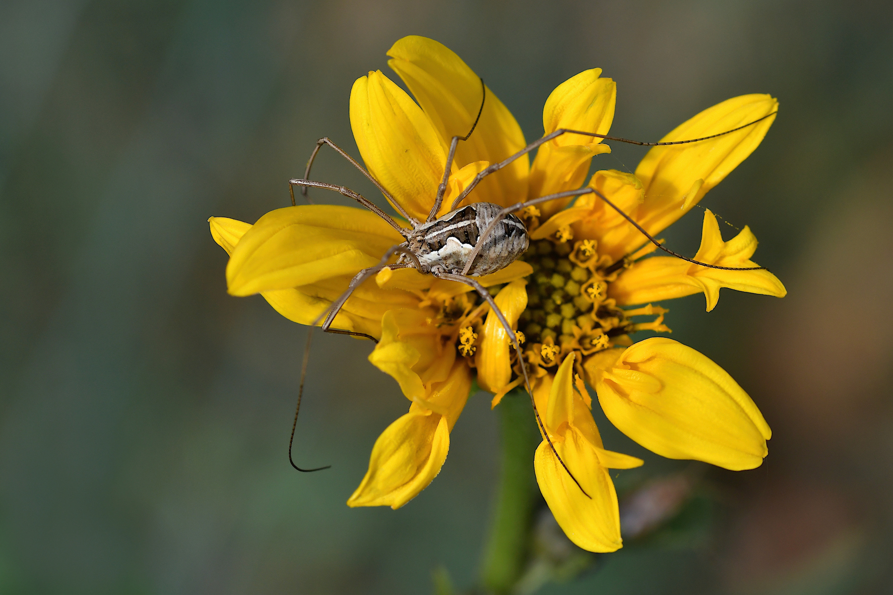 Pisaura mirabilis