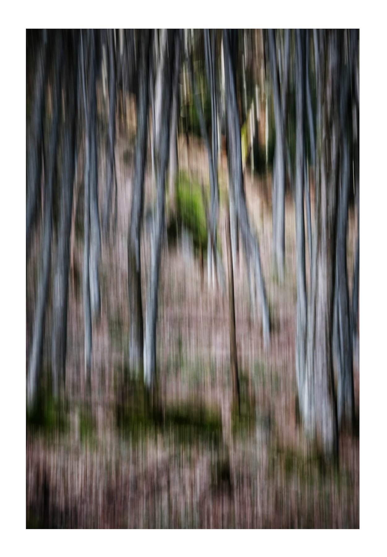 Il bosco fuggente