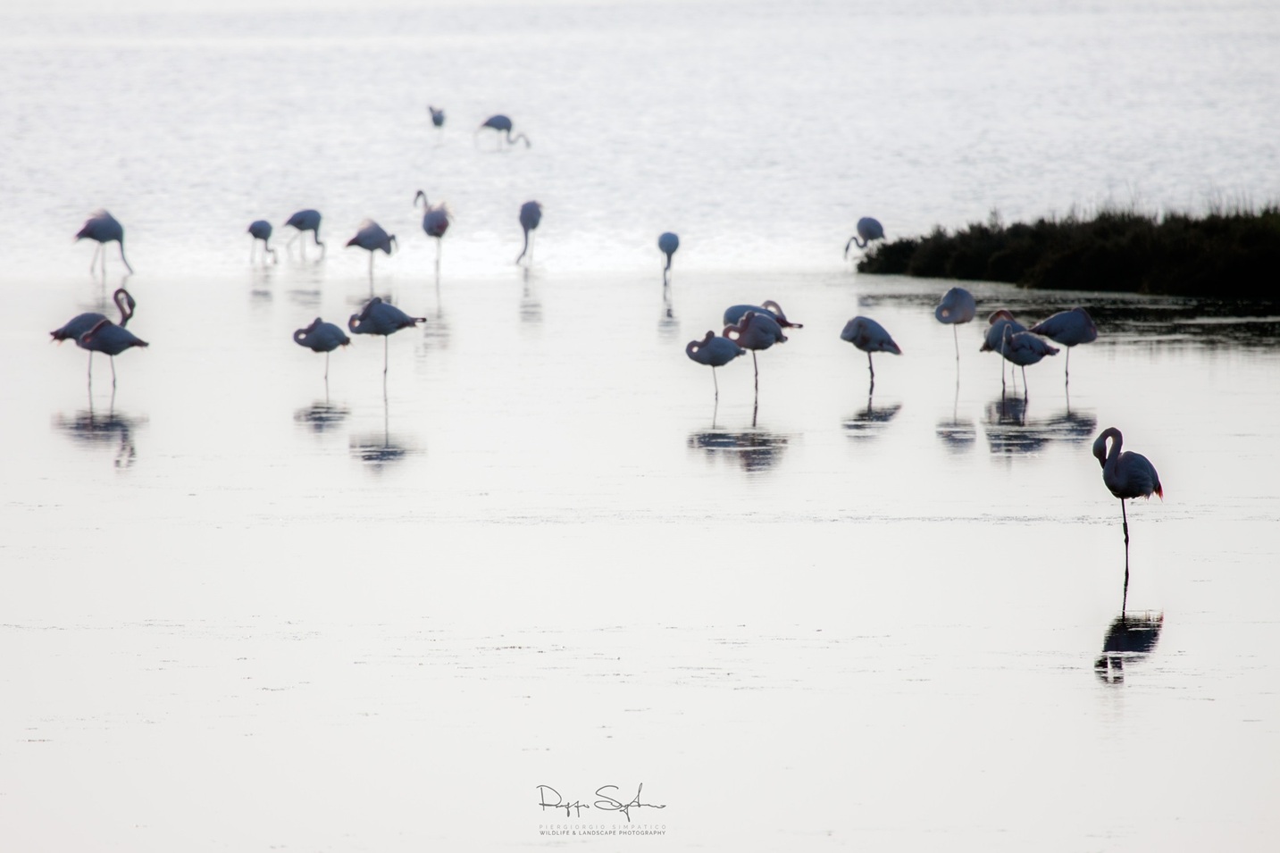 Fenicotteri Delta del Po