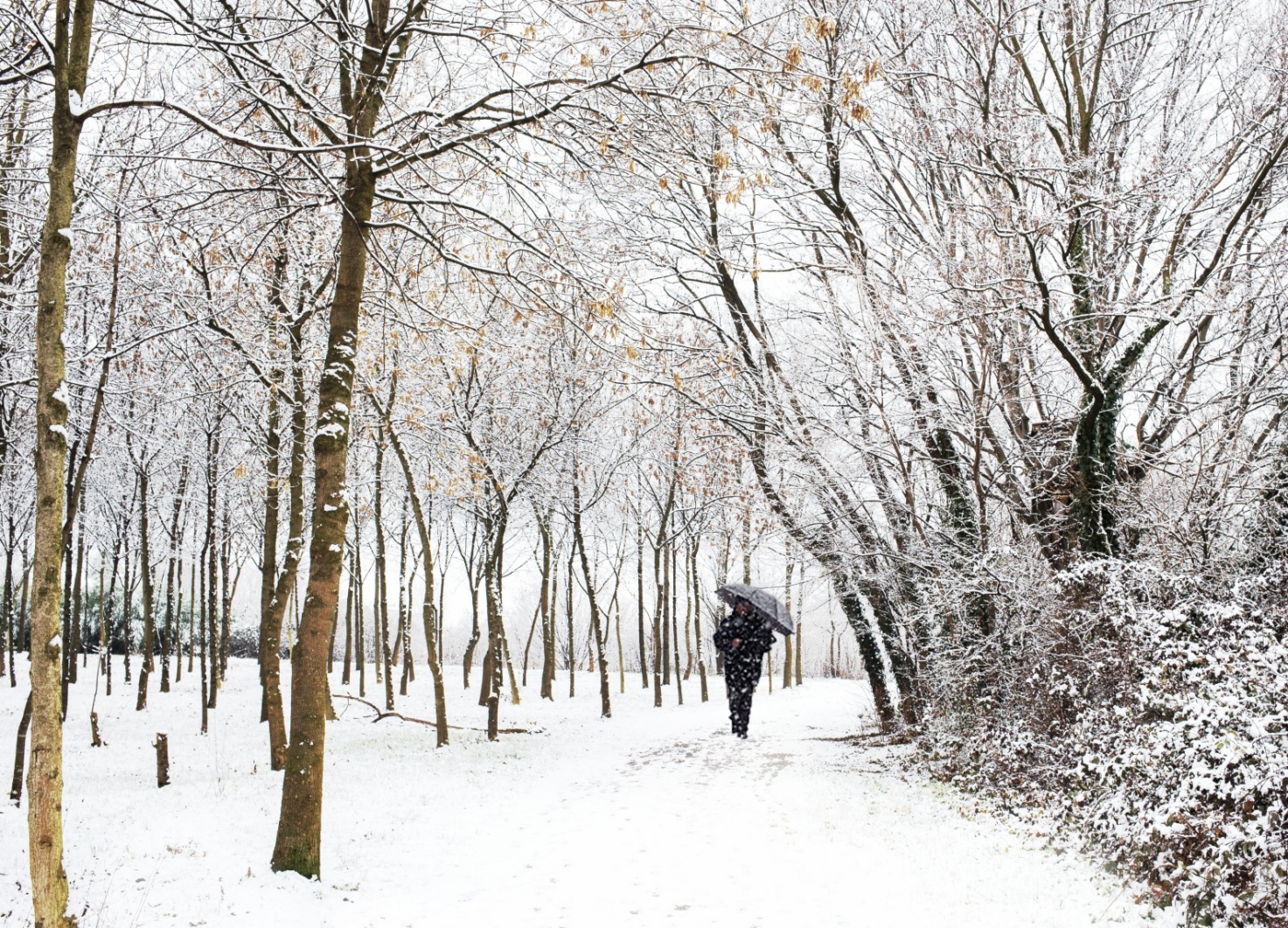 La nevicata