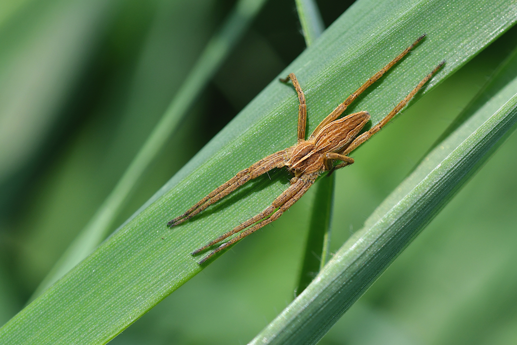 Pisaura mirabilis2
