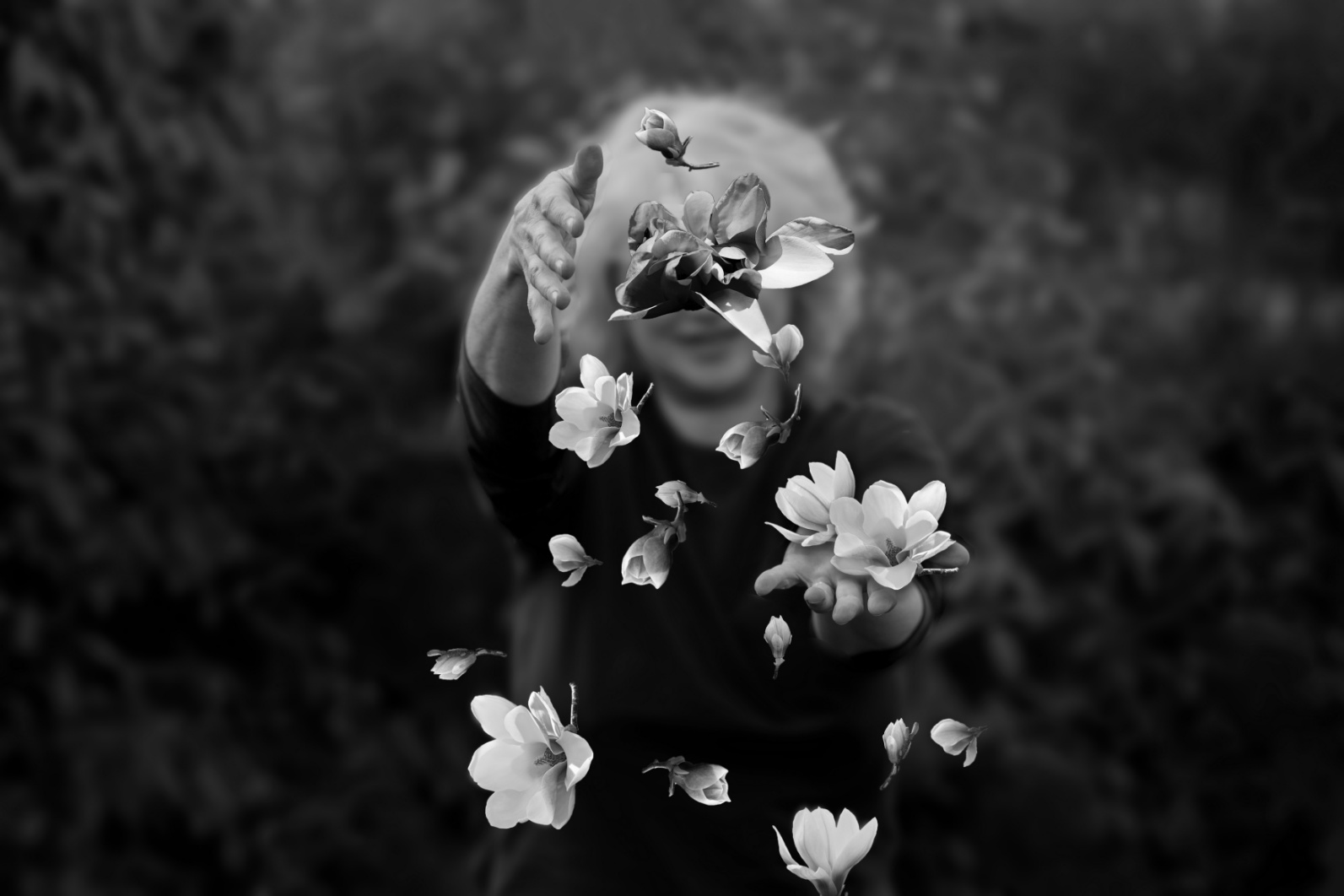 Le magnolie