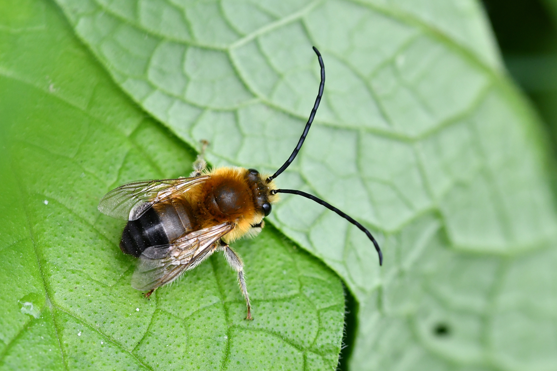 Eucera longicornis