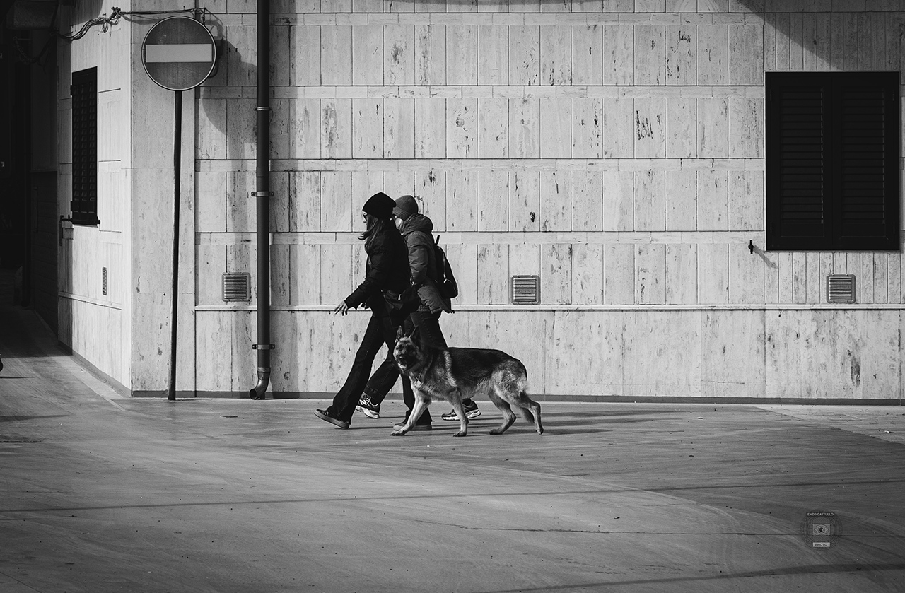 German shepard