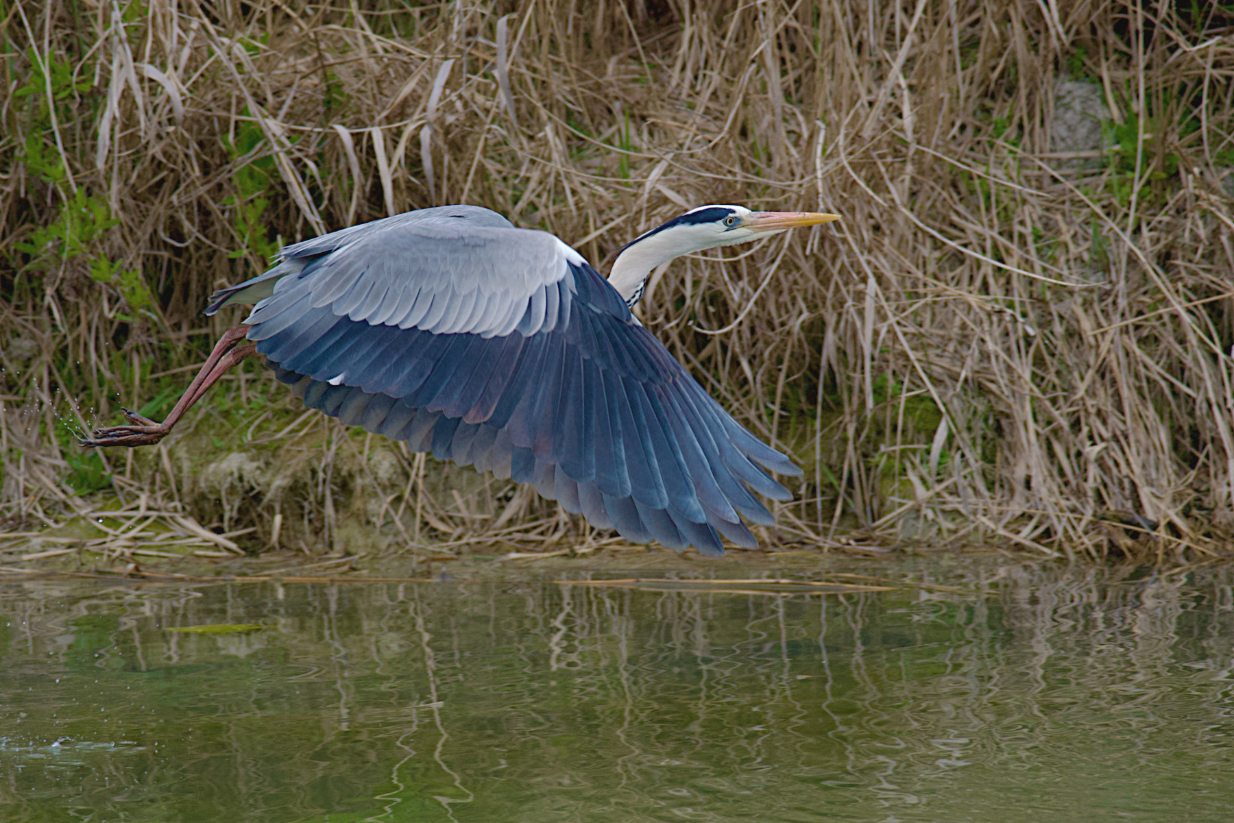 Airone cinerino