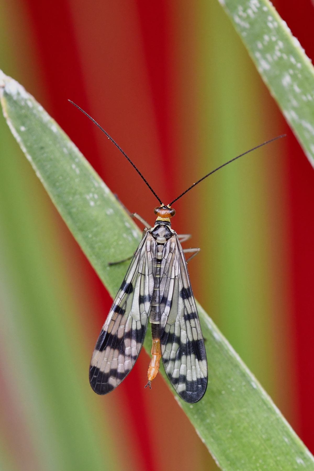 Mosca scorpione