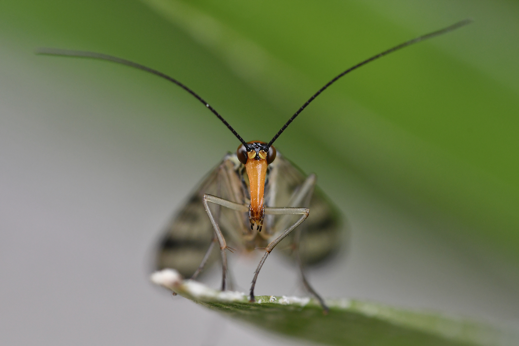 A tu per tu con la mosca scorpione