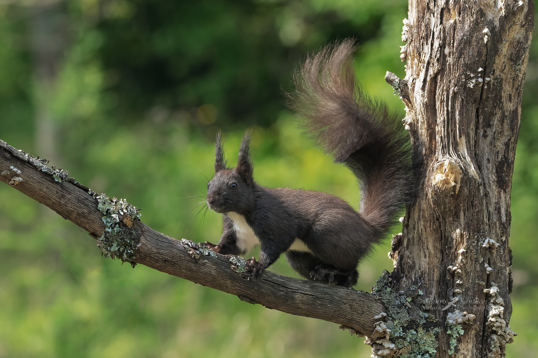 Scoiattolo_DSC00314
