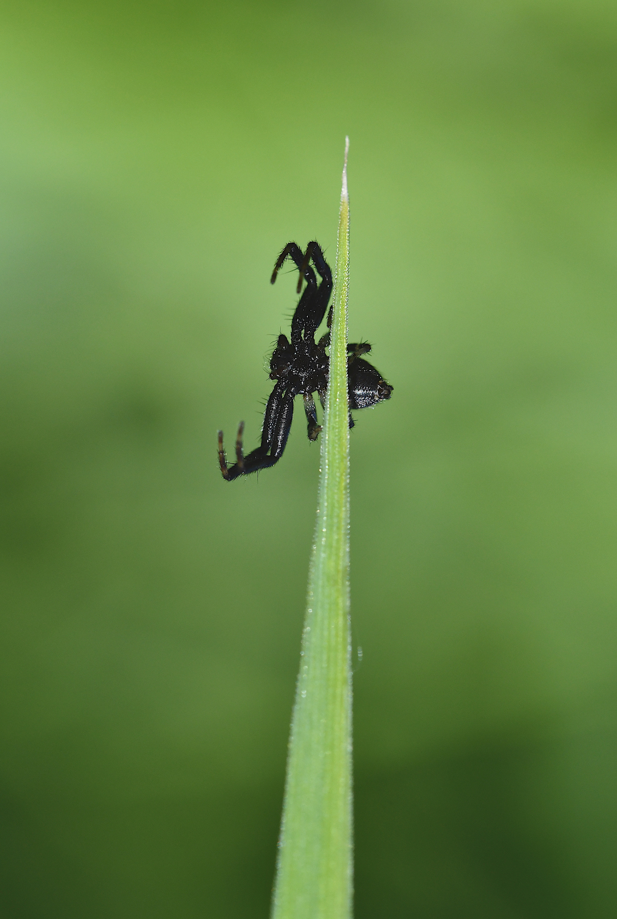 The dark side of the spider