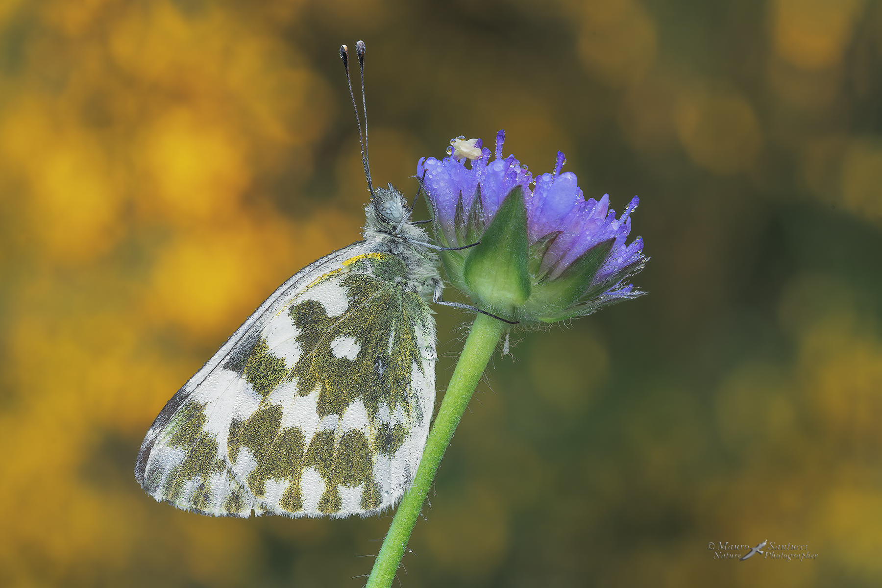 Pontia-edusa_DSC03321