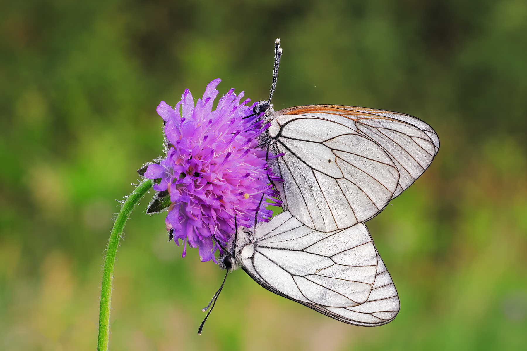 Aporia crataegi