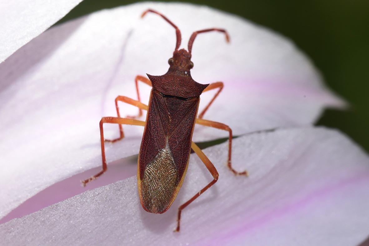 Macro1