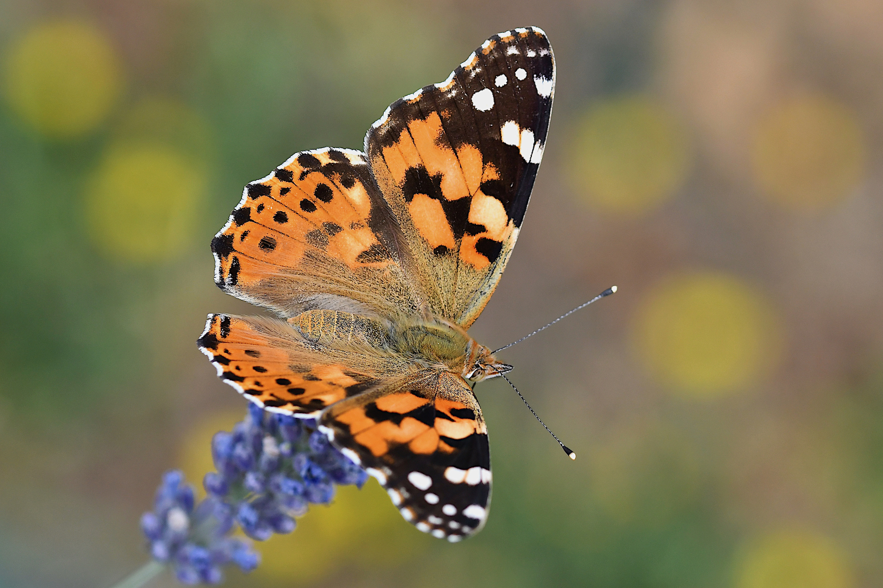 Sfondo a pois con Vanessa cardui (anche...)