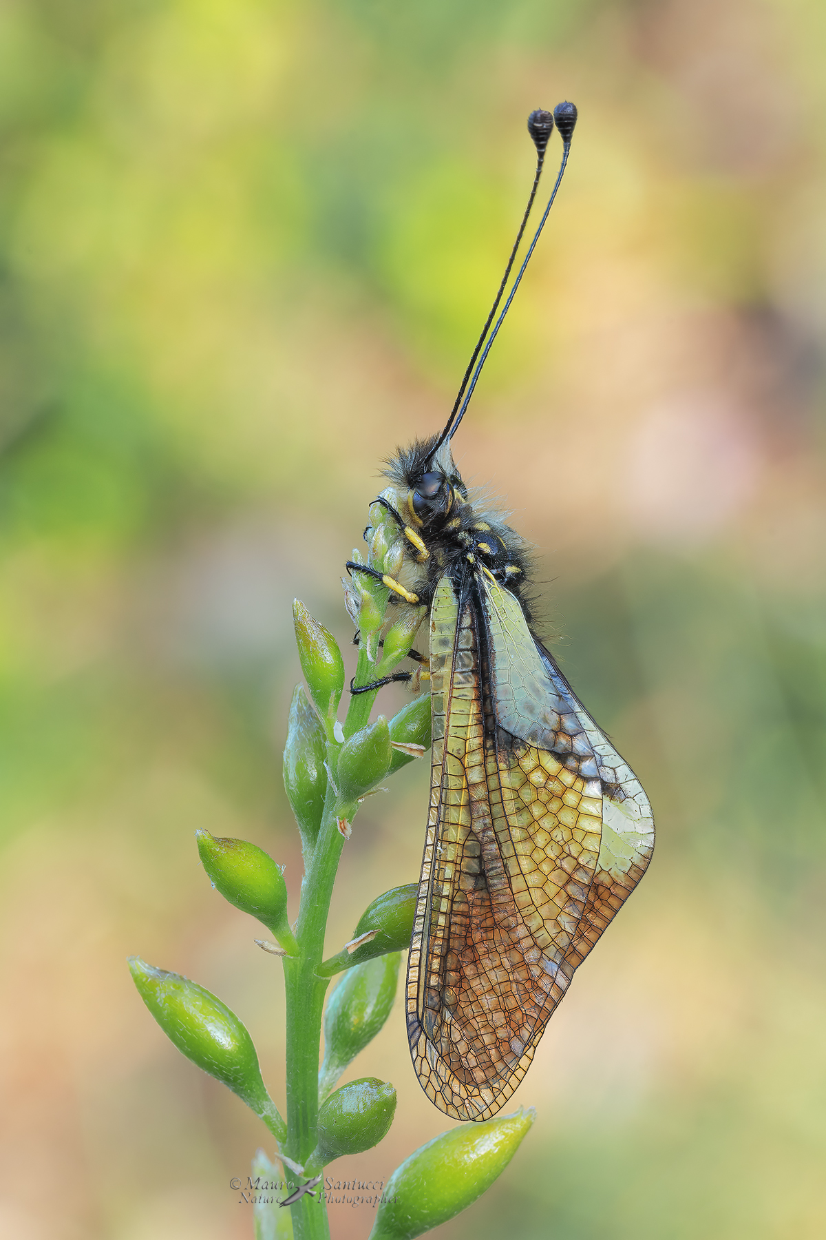 Libelloides-coccajus_DSC03874