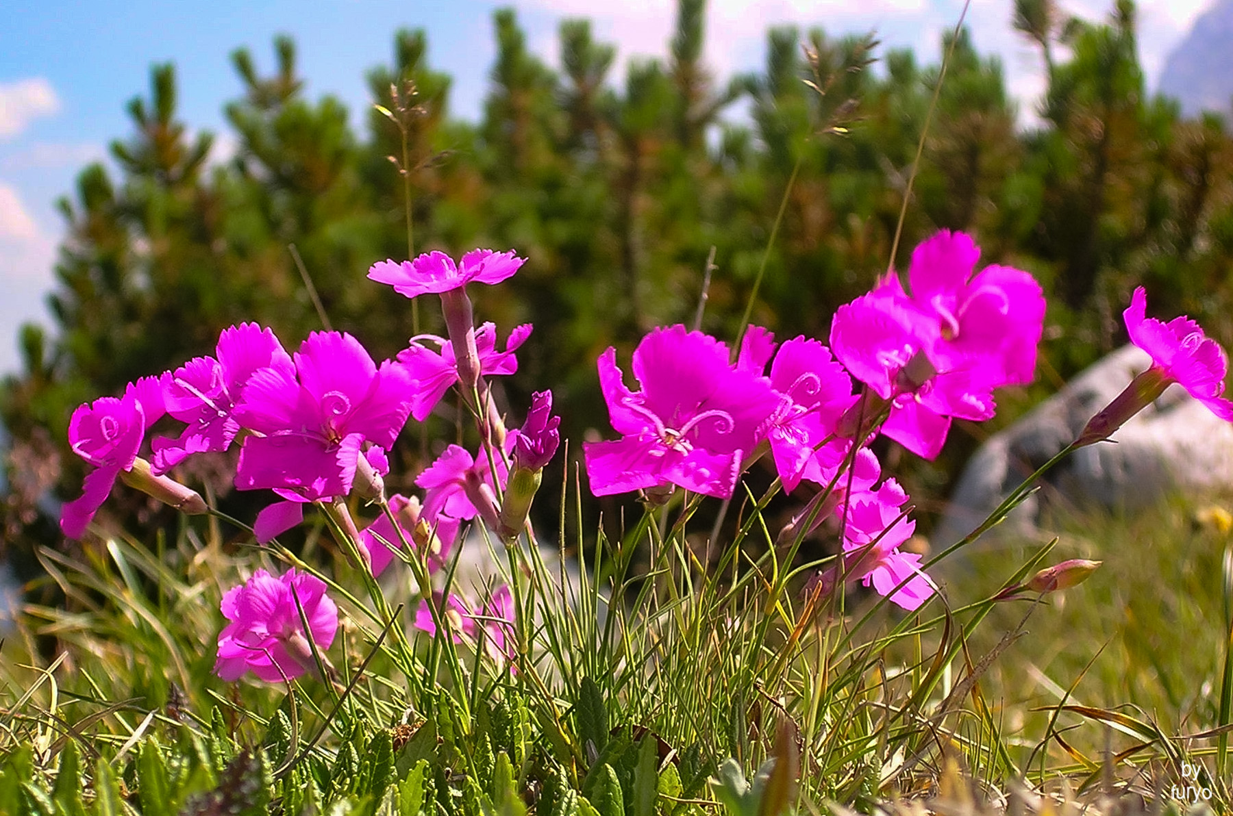 Primula montana