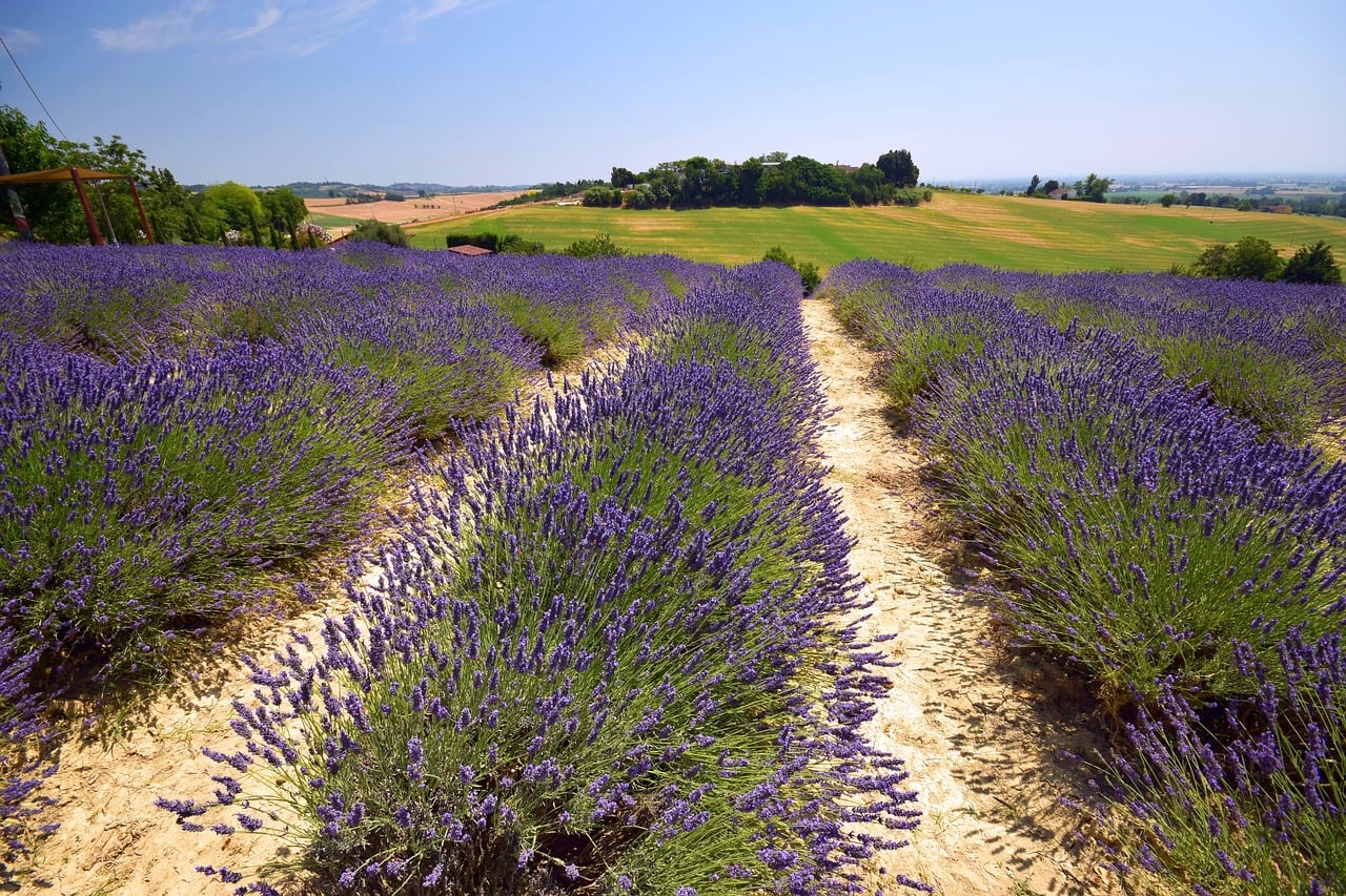 lavanda(2)