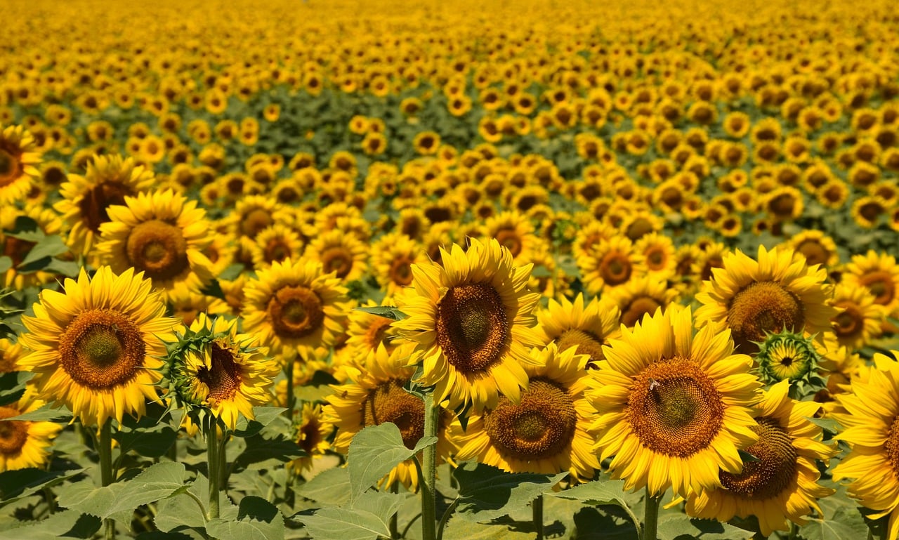 girasoli (2)