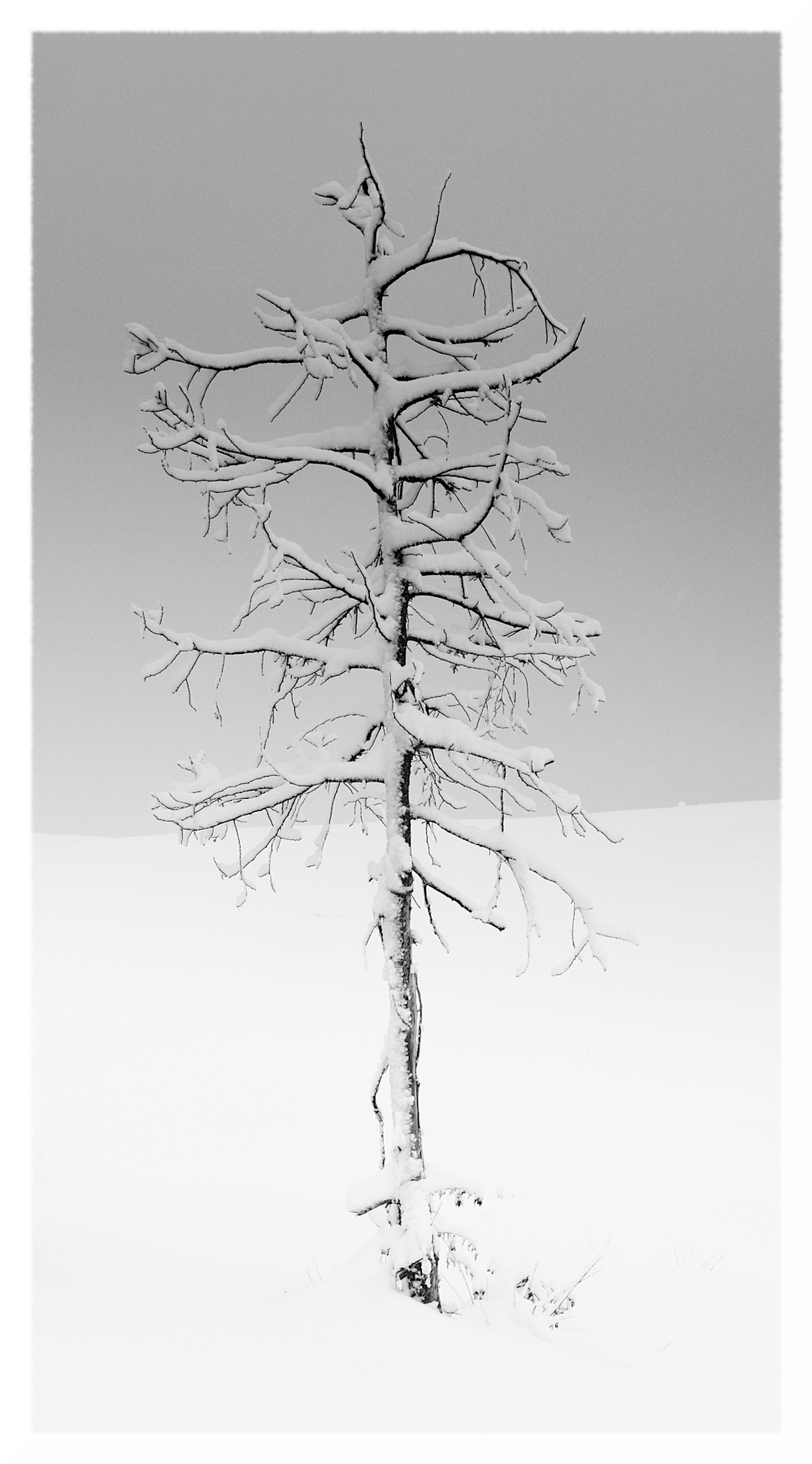 piccolo solitario nell'inverno
