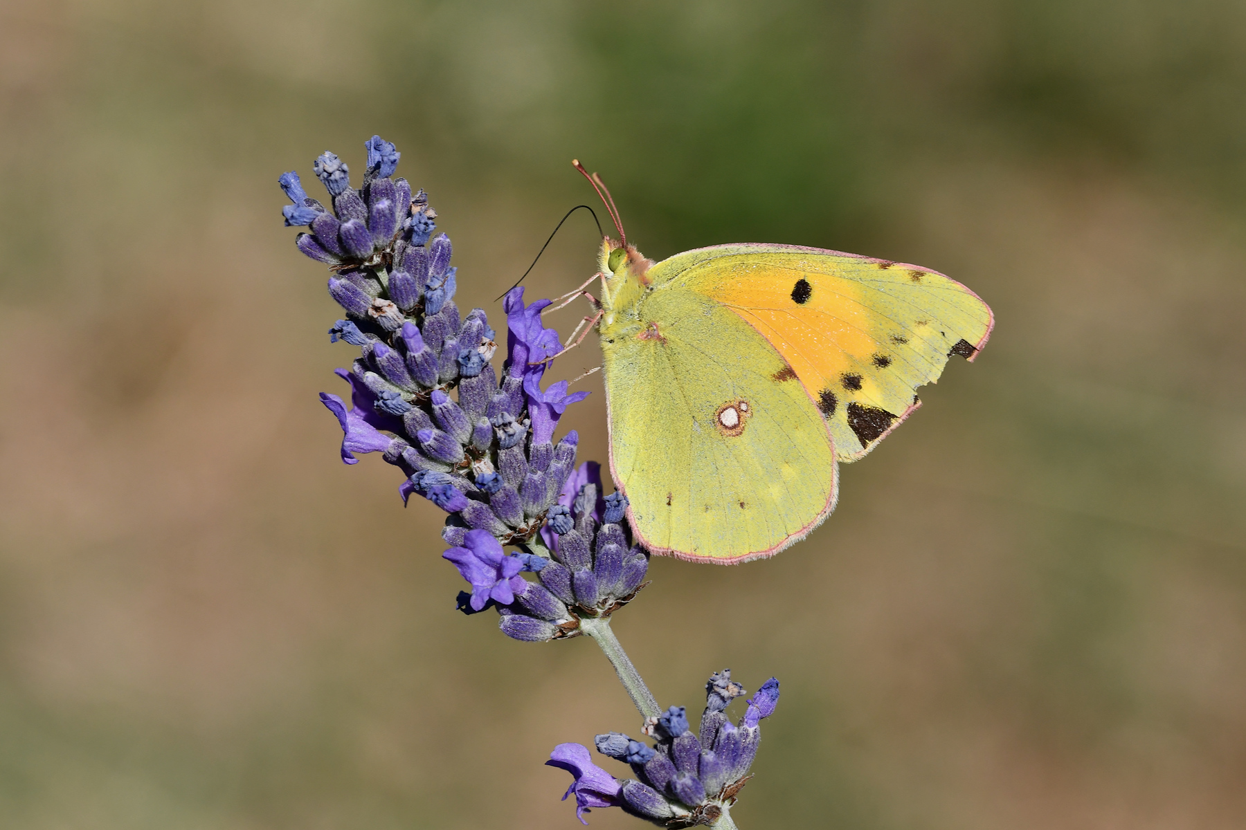 La sciabolata della Colias crocea