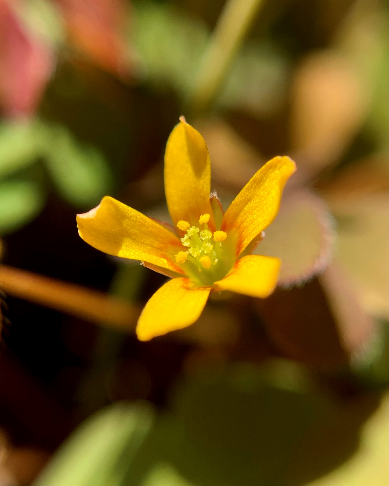macro