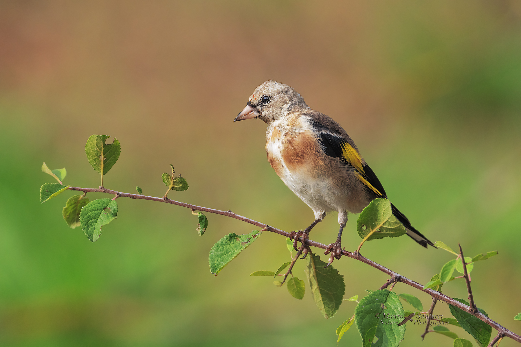 Cardellino-giovane_DSC01607_