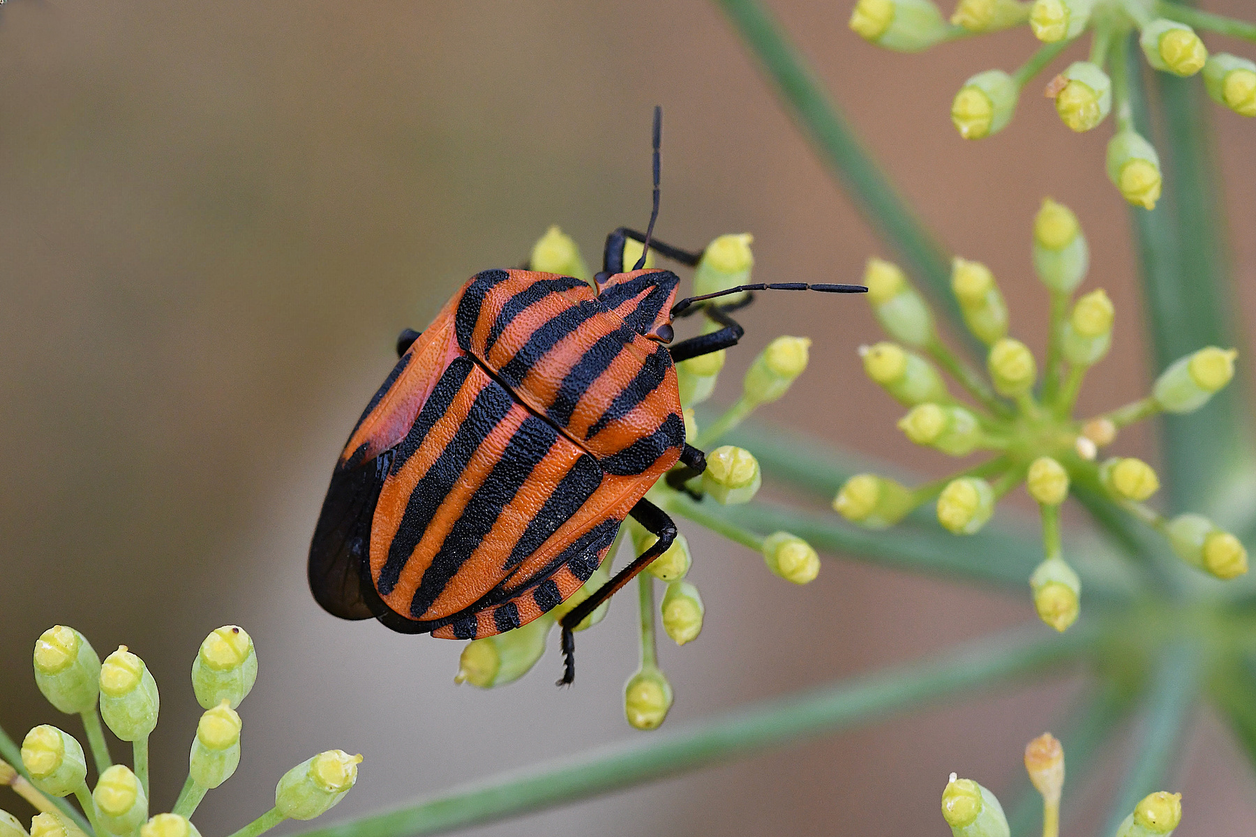 Graphosoma lineatus