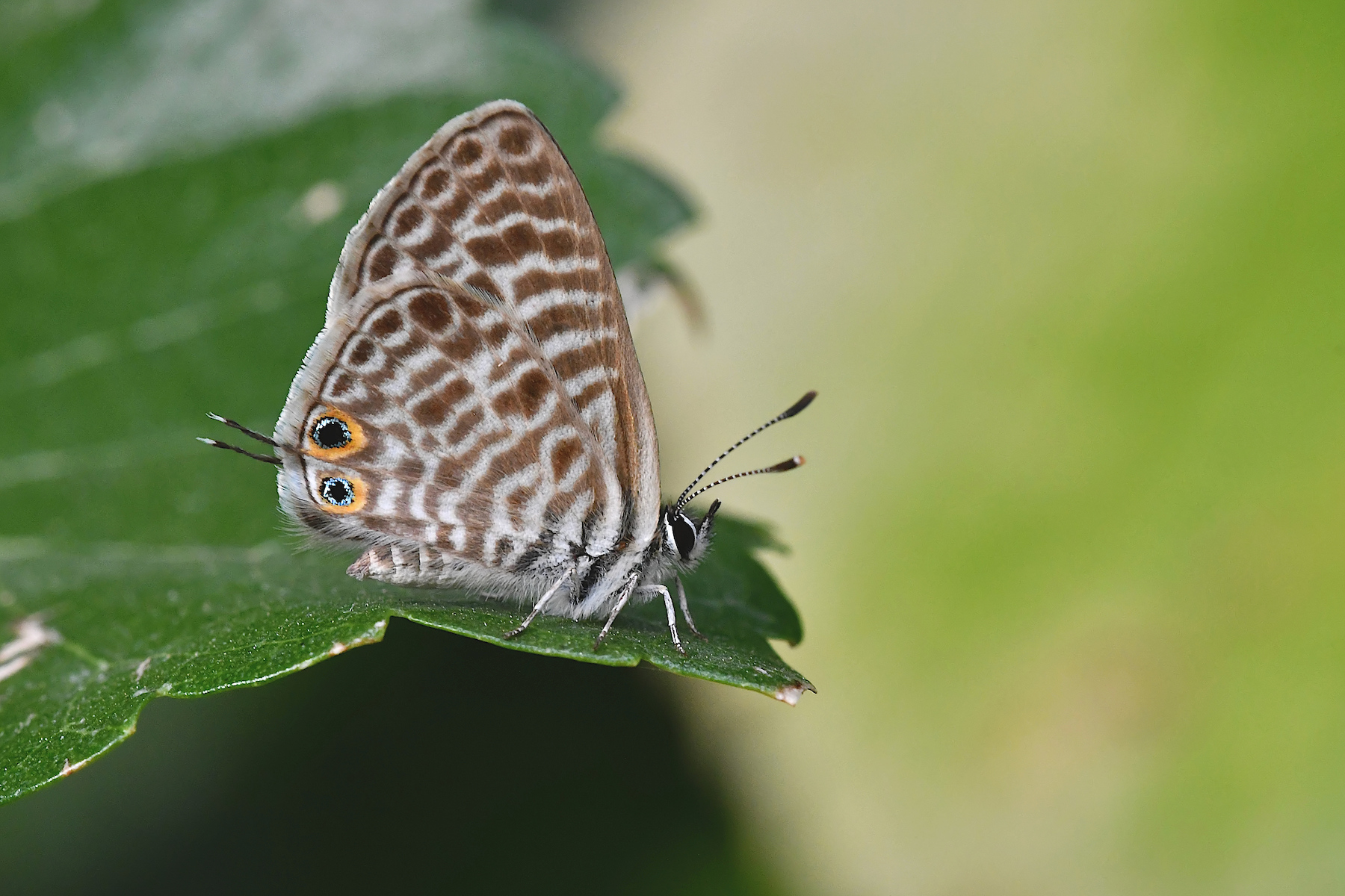 Leptotes pirithous