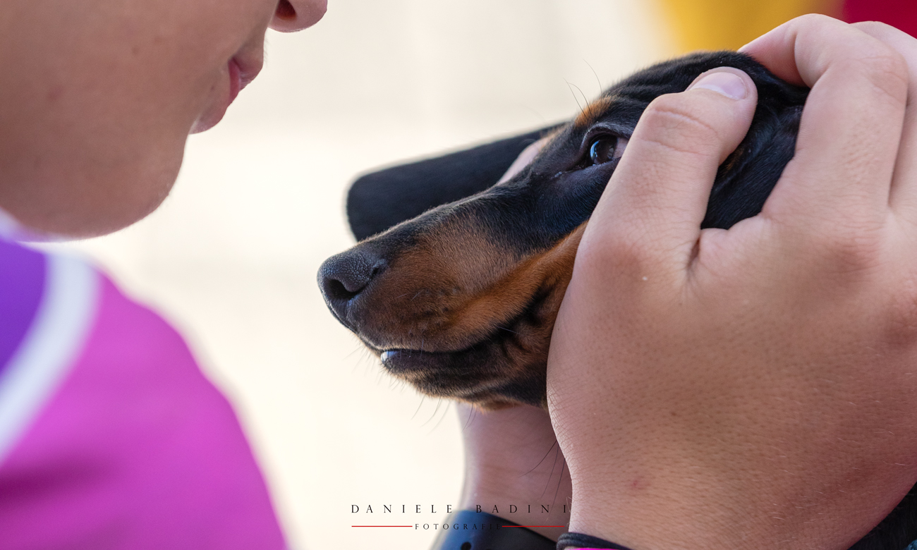 un amore di cane