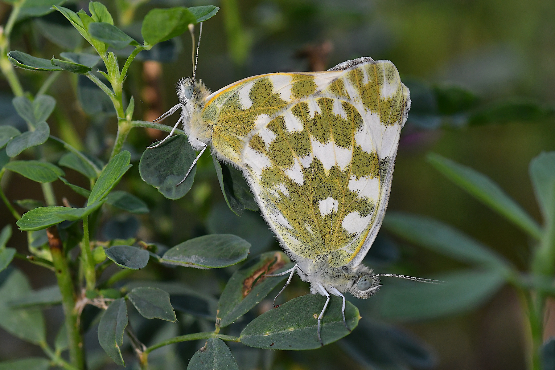 Accoppiamento tra Pontia edusa